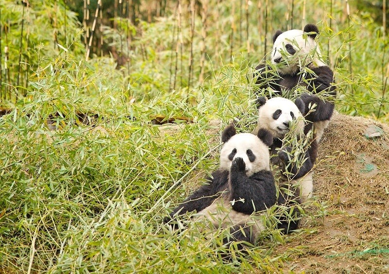 5 Facts About Pandas