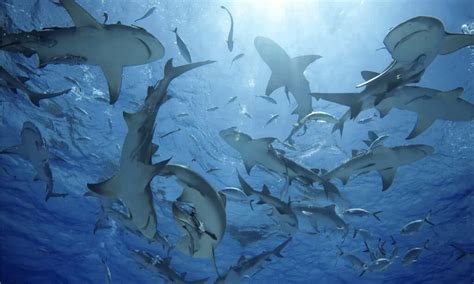 Curious About Shark Group Names? Find Out Here!