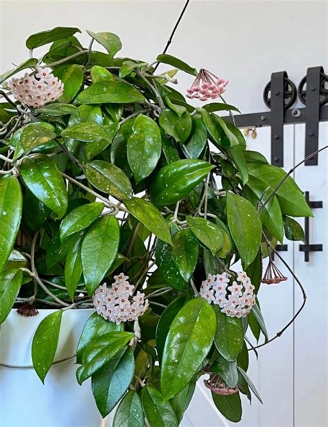What is Hoya Plant