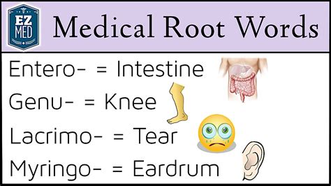 What Is A Medical Root Word At Gabriel Basser Blog What Is A Medical Root Word At Gabriel Basser Blog