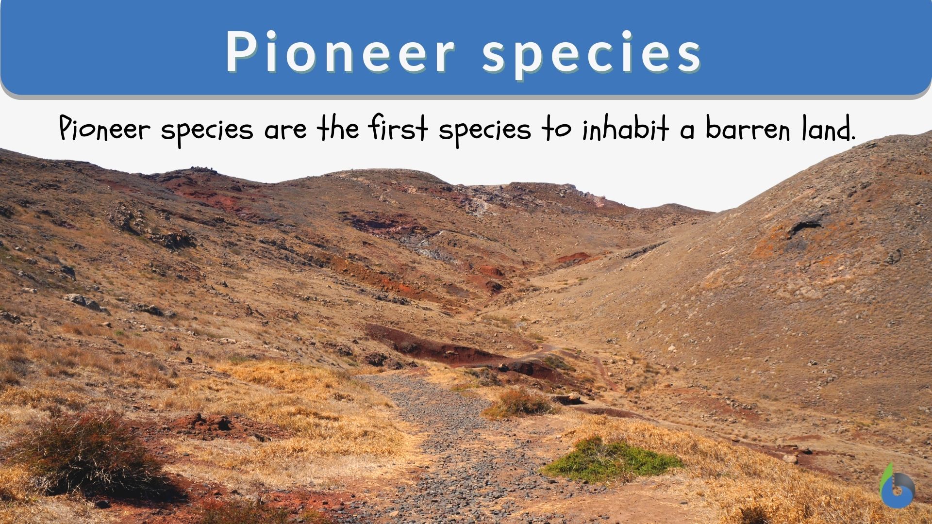 5 Pioneer Species Facts
