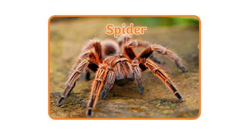 What Is A Spider Facts For Kids Twinkl Twinkl