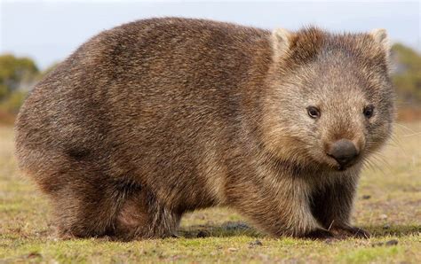 7 Wombat Facts