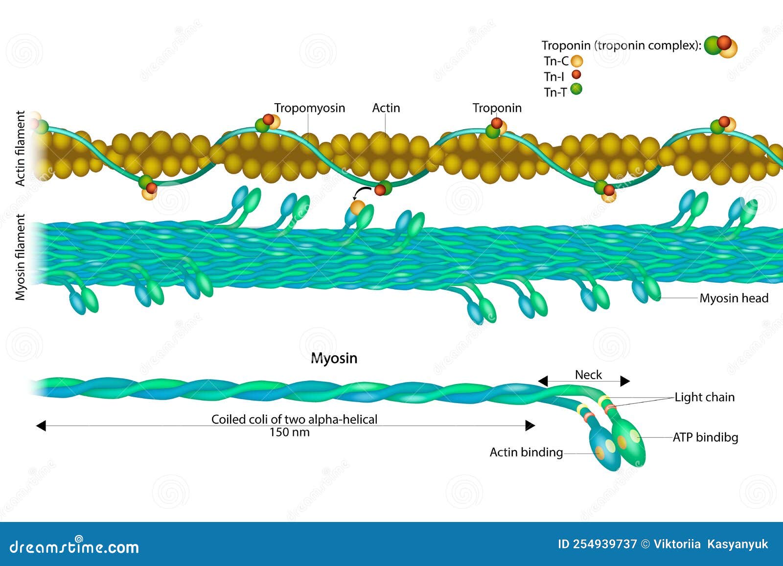 What Is Actin Myosin