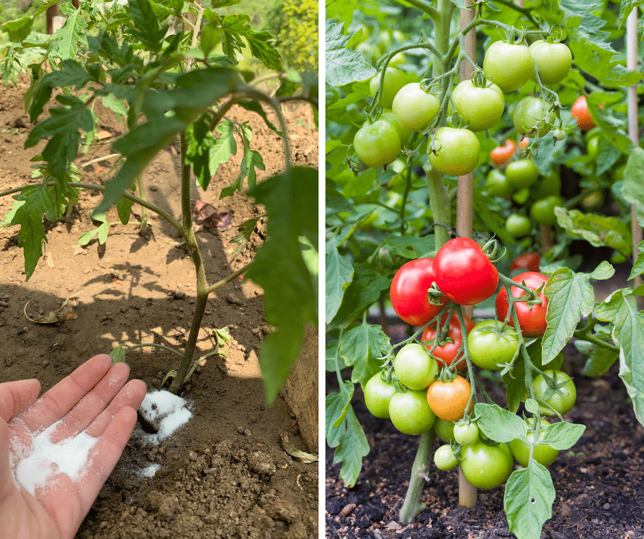 What Is Baking Soda Baking Soda Uses Container Gardening Vegetables