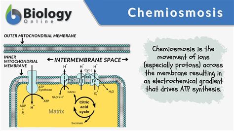 Unlocking the Secrets of What Is Chemiosmosis: A Breakthrough in Cellular Energy
