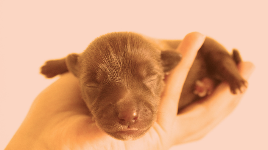 What Is Failure To Thrive Syndrome