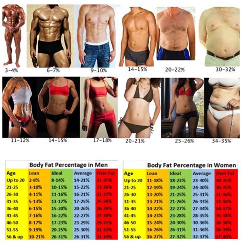 What Is Ideal Fat Percentage
