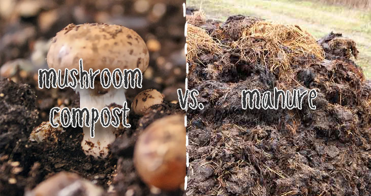 What Is Mushroom Compost And Should I Use It Mushroom Compost