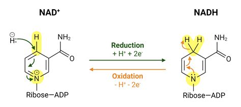 NADPH Definition and Function