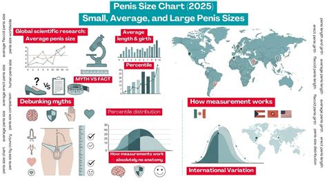What Is The Average Penis Size A Visual Guide