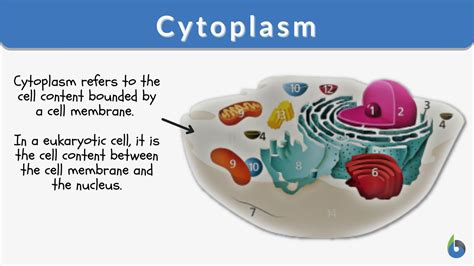 What Is The Cytoplasm Definition Of Cytoplasm What Is The Cytoplasm Definition Of Cytoplasm