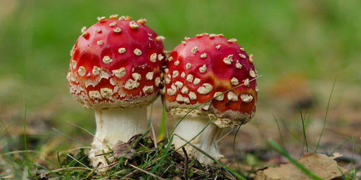 What Is Toxic Stress