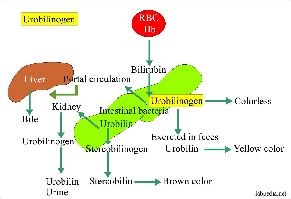 What Is Urobilinogen In Urine