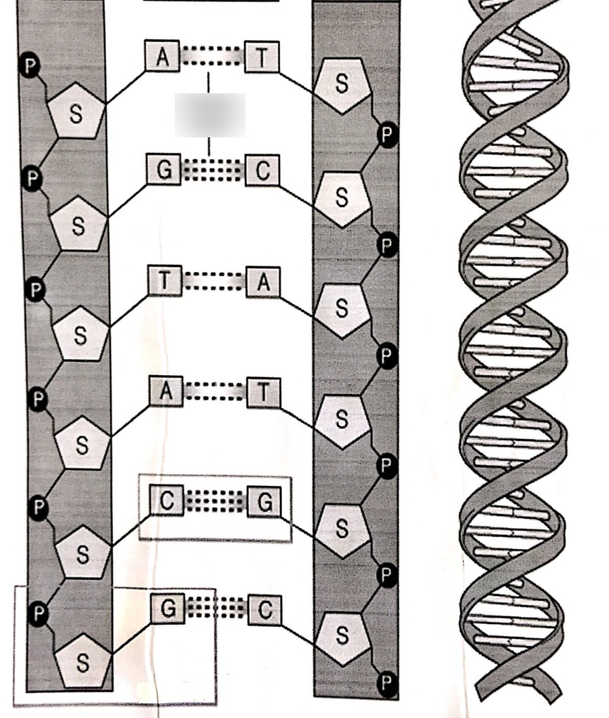 5 Components of DNA