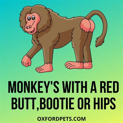 What Monkey Has A Red Butt Or Bottom 7 Species Oxford Pets What Monkey Has A Red Butt Or Bottom 7 Species Oxford Pets