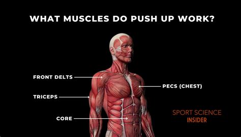 What Muscles Do Push Ups Work Variations Sport Science Insider