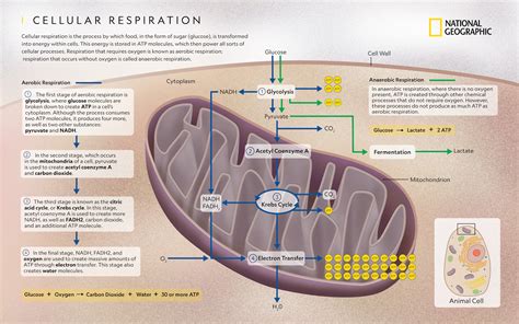 5 Organelles