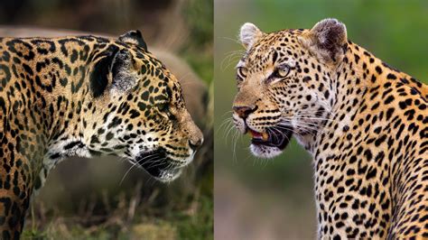 What S The Difference Between A Leopard And A Jaguar Live Science What S The Difference Between A Leopard And A Jaguar Live Science
