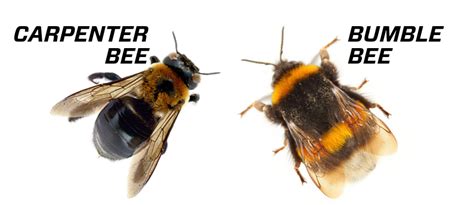 What S The Difference Between Carpenter Bees And Bumblebees