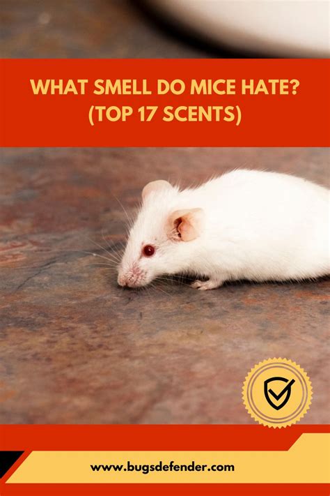 What Smell Do Mice Hate
