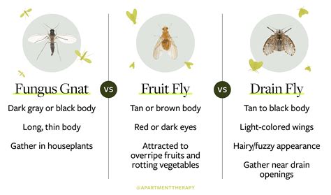 What To Know About Fungus Gnats Vs Fruit Flies Zunex Pest Control