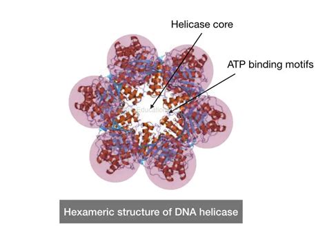 DNA Helicase: Key Biological Enzyme Type