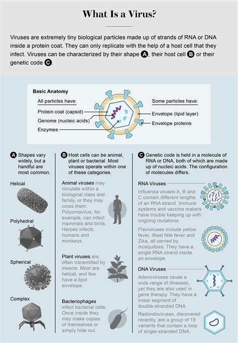 Common Viruses in Adults Right Now