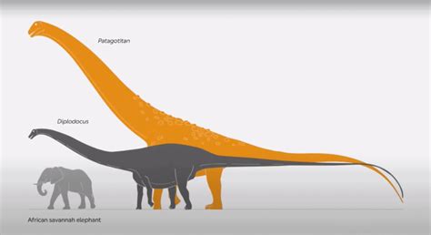 What Was The Largest Dinosaur