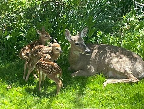 When Do Deer Have Babies