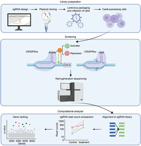 When The Pooled Crispr Screen Meets Kidney Organoids Toward The Identification Of New Genes And Pathways Kidney International