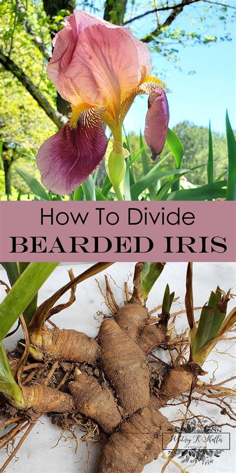 Divide Iris Now