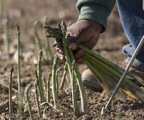 When to Harvest Asparagus: A Complete Growing and Picking Guide