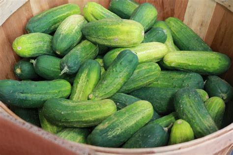 When To Pick Pickling Cucumbers With Pictures