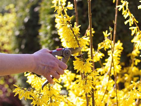 When to Prune Forsythia: Best Times to Trim and Care Tips