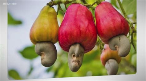 Where Are Cashews Grown