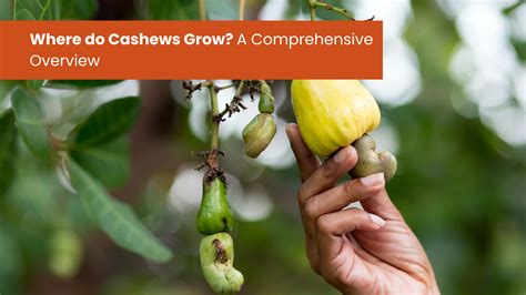 Where Do Cashews Grow Discover The Origins Of Cashew Cultivation