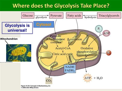 Glycolysis Takes Place in Cytoplasm