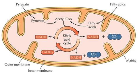 Krebs Cycle Takes Place in Mitochondria