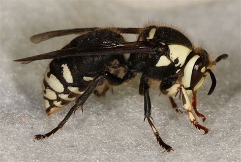 White Faced Hornet Queen