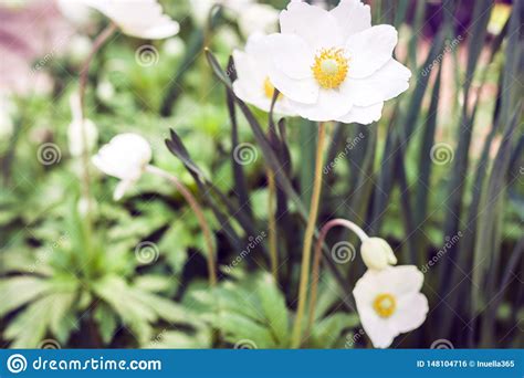 White Flower Anemone In Blossom With Green Leaves Texture Background
