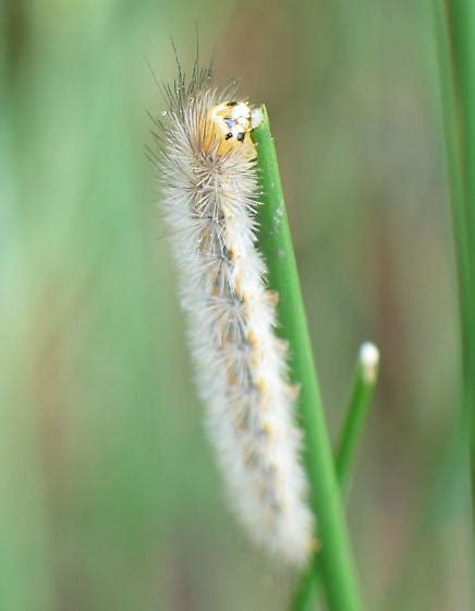 White Fuzzy Caterpillar Cisseps Fulvicollis Bugguide Net