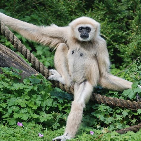 5 Ways Gibbons Thrive
