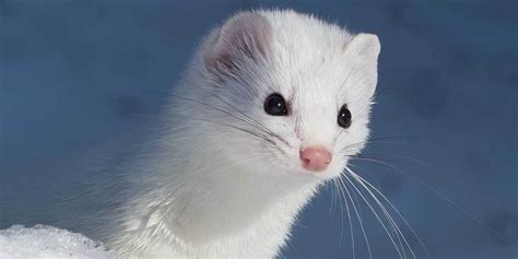 5 Facts White Mountain Ermine