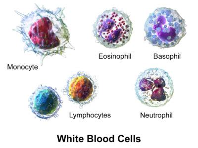 White Myeloid Cells Histology Concise Medical Knowledge