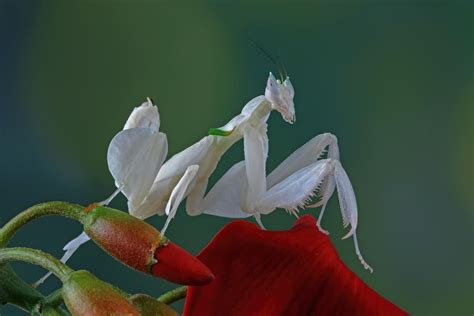 White Praying Mantis Meaning And Information