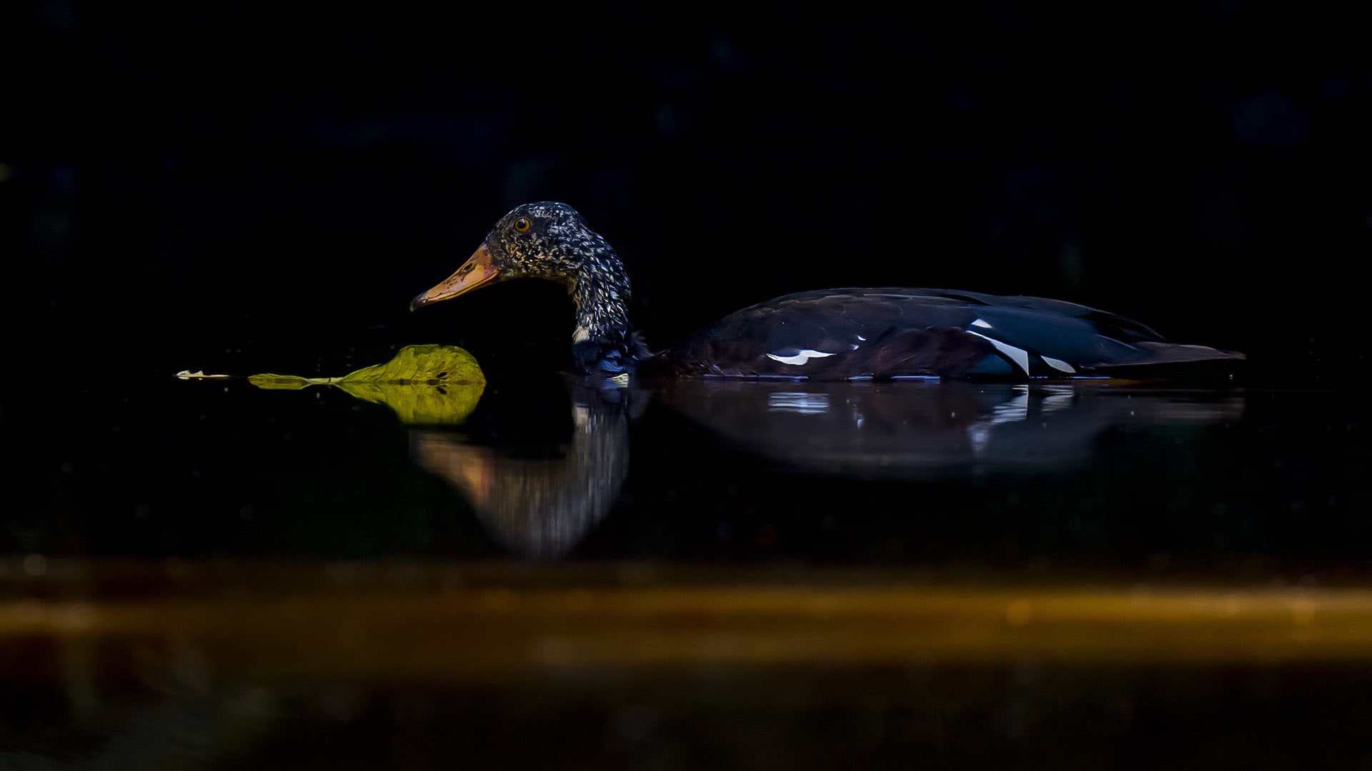 White Winged Wood Duck Facts Range Threats Roundglass Sustain