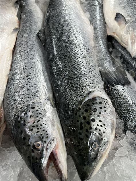 Whole Salmon Golden Seafood Wholesale And Retail Whole Salmon Golden Seafood Wholesale And Retail