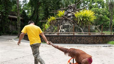 Why Are Zoos Bad Key Examples Of Animal Harm And Ethics