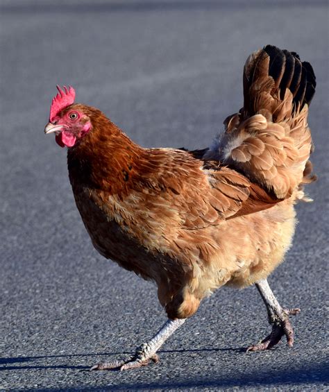 Why Did The Chicken Cross The Road Cackle Hatchery Why Did The Chicken Cross The Road Cackle Hatchery